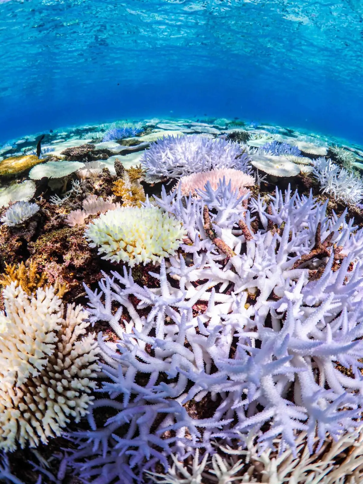 珊瑚 新ポイントはテーブル珊瑚が超巨大 みうらログ | シーサー阿嘉島「うみ